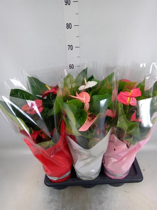 <h4>Anthurium   ...mix 4</h4>