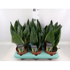 Sansevieria trifa.   ...