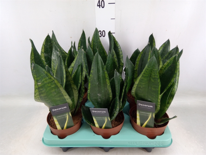 <h4>Sansevieria trifa.   ...</h4>