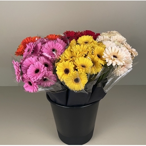 Bouquet Mono Germini 7-er mix