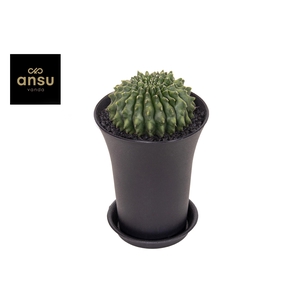 Gymno Cactus Spineless Worm XXL