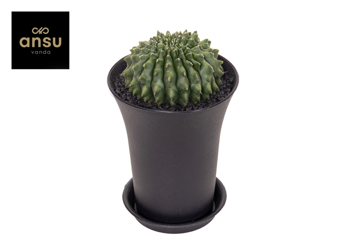 <h4>Gymno Cactus Spineless Worm XXL</h4>