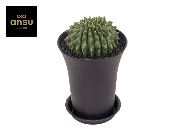 <h4>Gymno Cactus Spineless Worm XXL</h4>