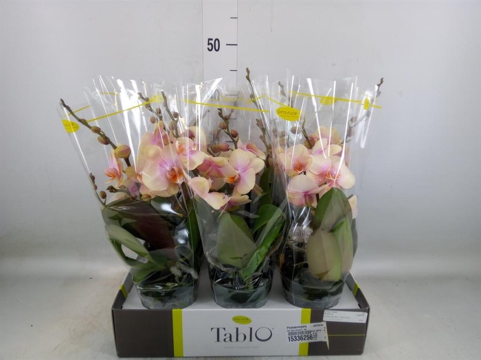 <h4>Phalaenopsis   ...yellow</h4>