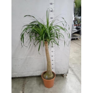 Beaucarnea recurvata