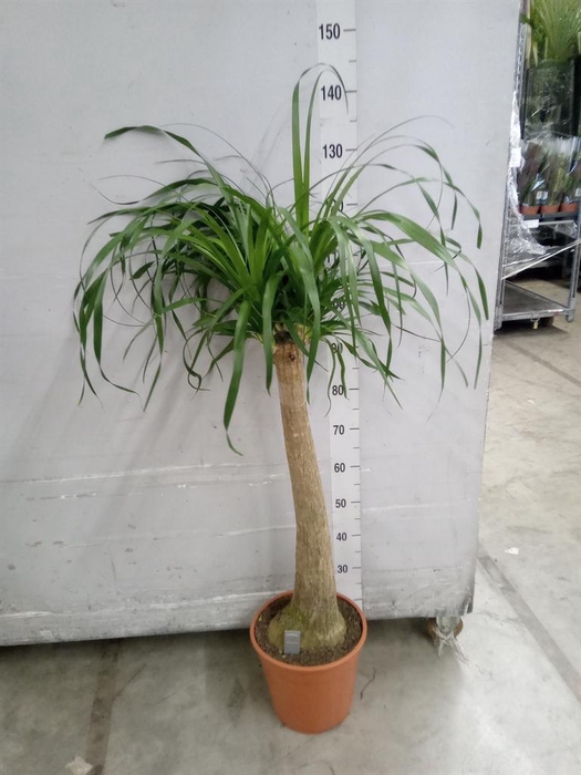 <h4>Beaucarnea recurvata</h4>