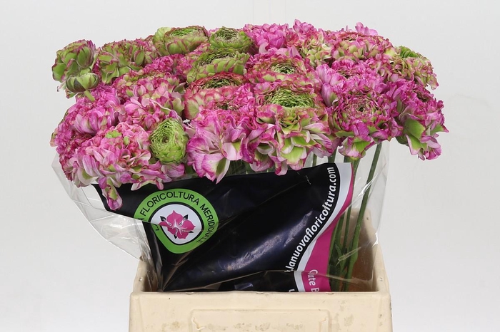 <h4>Ranunculus Pon Pon Malva</h4>