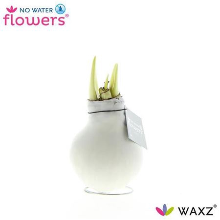 <h4>Hipp Waxz White</h4>