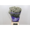 Limonium White Diamond