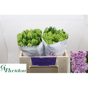 HYAC SPLEND CORNELIA