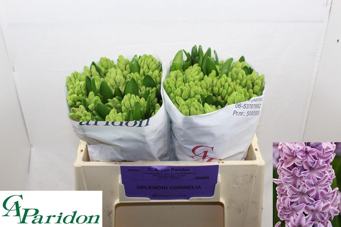 <h4>HYAC SPLEND CORNELIA</h4>