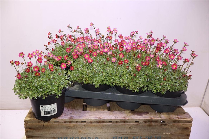 <h4>Saxif Ar Peter Pan</h4>