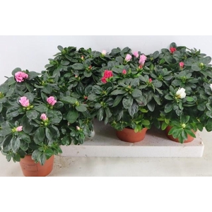Rhodo Si Vogel Gem