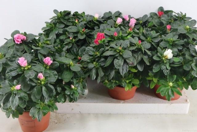 <h4>Rhodo Si Vogel Gem</h4>