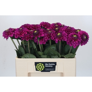 Dahlia Purple Fox