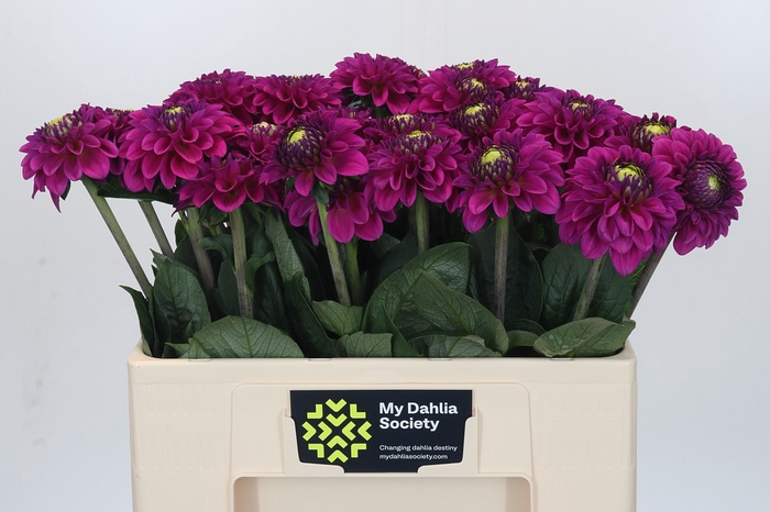 <h4>Dahlia Purple Fox</h4>