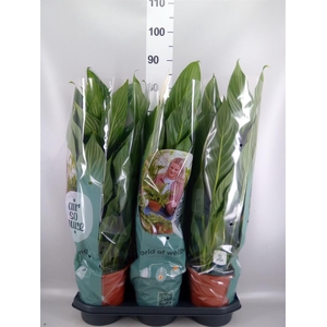 Spathiphyllum 'Bingo Cupido'