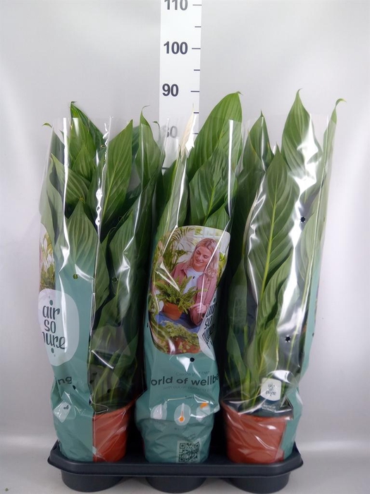 <h4>Spathiphyllum 'Bingo Cupido'</h4>