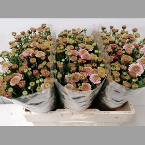 CHR S AAA DORIA PINK