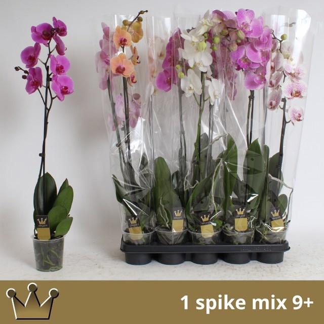 <h4>PHAL GEM 7 KL</h4>