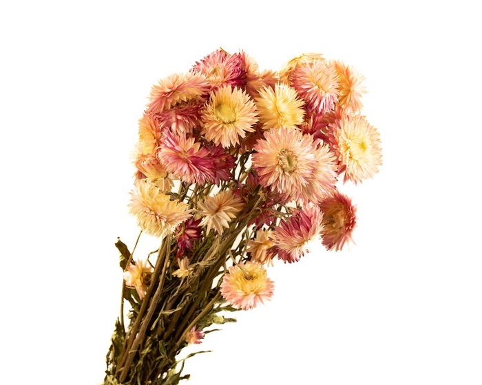 Helichrysum Pink