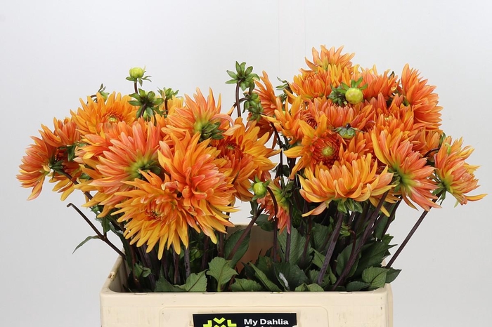 <h4>Dahlia ludwig Helfort</h4>