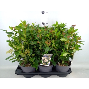 Viburnum tinus 'Spirit'