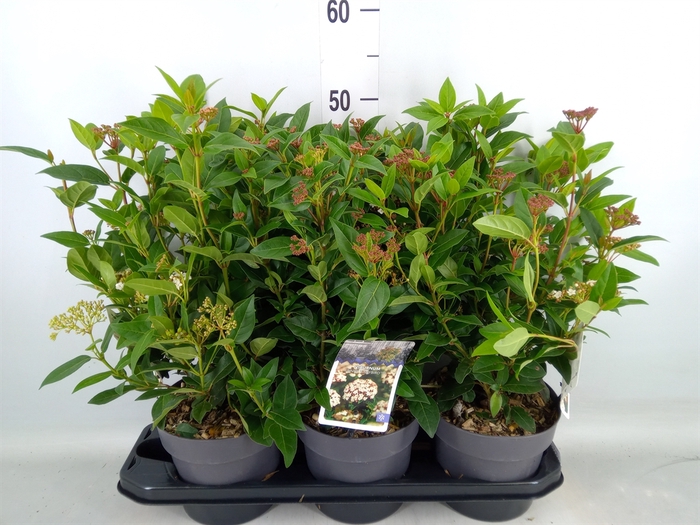 <h4>Viburnum tinus 'Spirit'</h4>