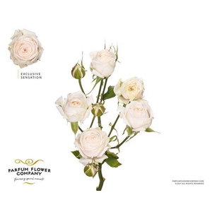 Rosa spray exclusive sensation