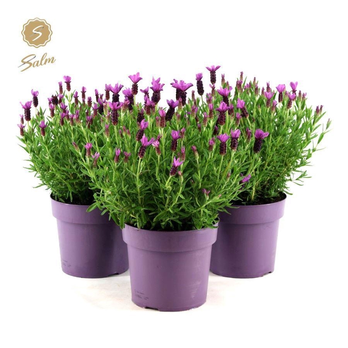 <h4>Lavandula st. 'Anouk'® Collection P19</h4>