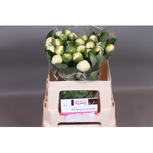 Paeonia Duchesse De Nemours | Heavy Quality