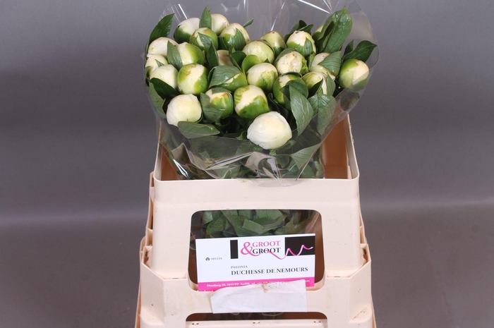 <h4>Paeonia Duchesse De Nemours | Heavy Quality</h4>