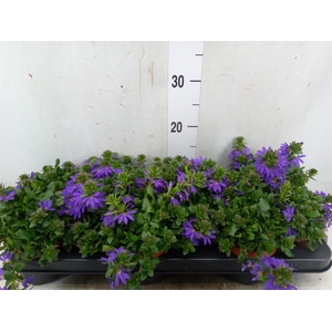 Scaevola aemula 'Blue Fan'