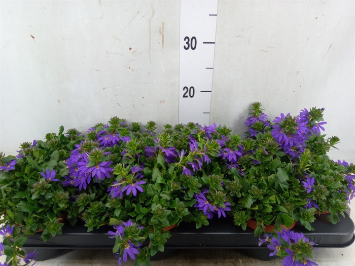 <h4>Scaevola aemula 'Blue Fan'</h4>