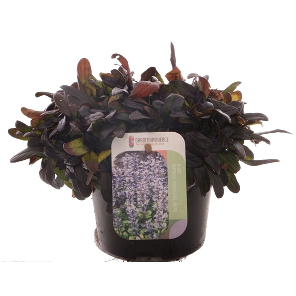 <h4>Ajuga reptans Chocolate Chips</h4>