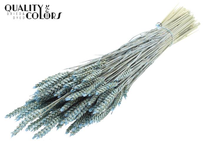 Triticum per bunch Pearl Light Blue