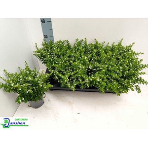 CUPH HYSSOPIFOLIA WHITE P10.5