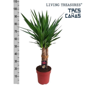 Yucca elephantipes 23Ø 100cm 6Head