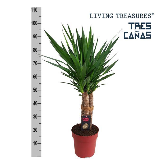 <h4>Yucca elephantipes 23Ø 100cm 6Head</h4>