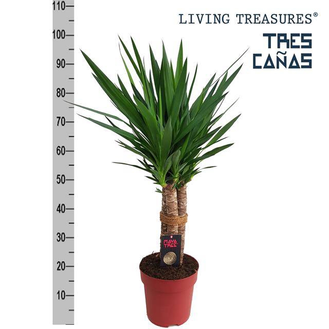 Yucca elephantipes 23Ø 100cm 6Head