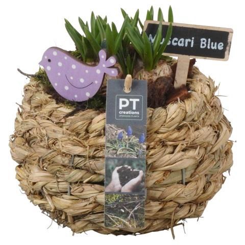 <h4>PTMB6223 Arrangement Muscari Blue in riet mand</h4>