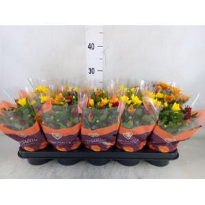 Chrysanthemum   ..mix/pot