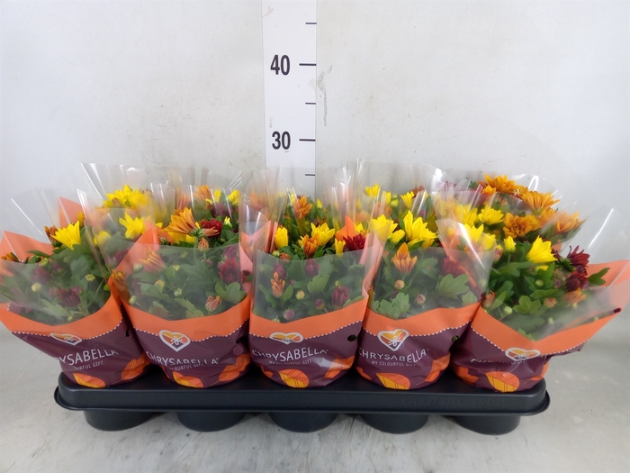 <h4>Chrysanthemum   ..mix/pot</h4>