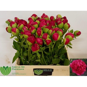 PAEO COM PERFORMANCE