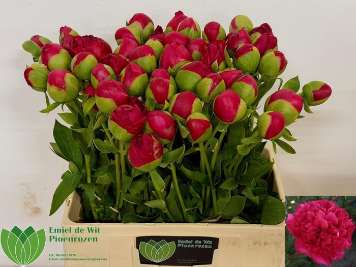 <h4>PAEO COM PERFORMANCE</h4>