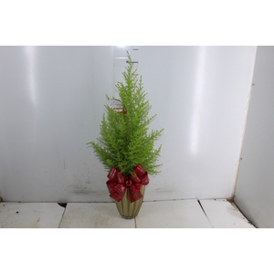 COQ. PLANTAS ORN. T4