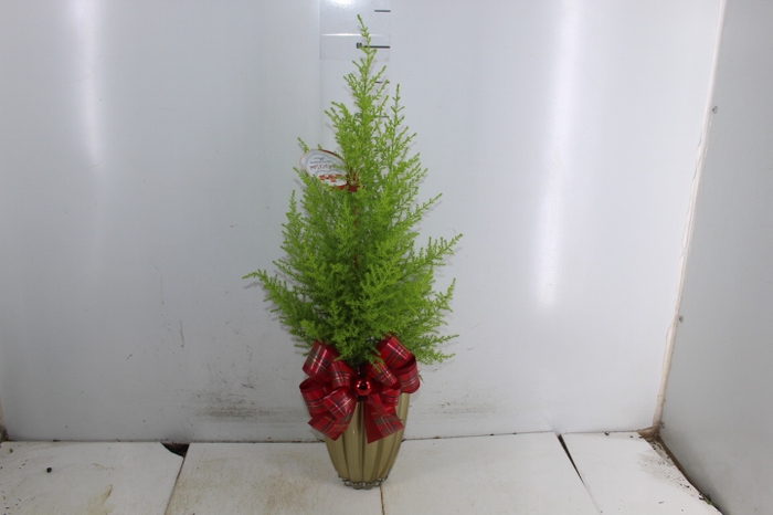 COQ. PLANTAS ORN. T4
