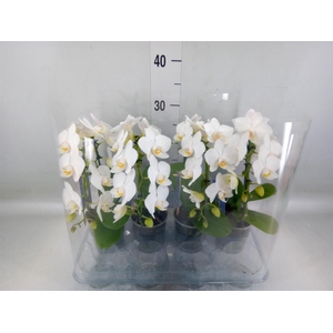 Phalaenopsis   ...white
