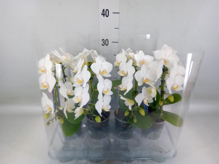 <h4>Phalaenopsis   ...white</h4>