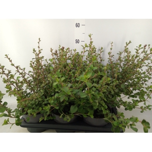 Ceratostigma griffithii
